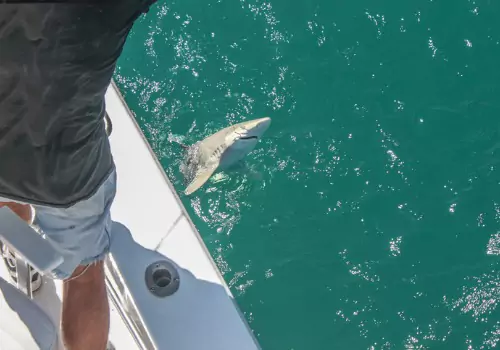 The side of a ship with a fisherperson pulling in a shark during Shark Fishing in St. Petersburg FL with Tradewinds Fishing Charters