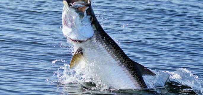 Fishing Charters & Tours