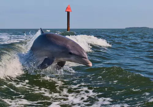 A dolphin seen off the coast of St. Pete Beach during Dolphin Tours with Tradewinds Fishing Charters