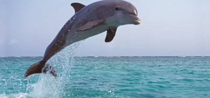 Fishing Charters & Tours