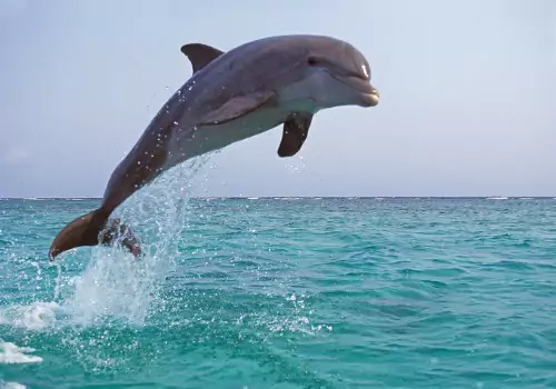 A dolphin jumping out of the water during Dolphin Tours with Tradewinds Fishing Charters in St. Petersburg FL