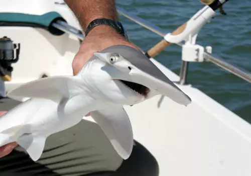 A man holding a shark he caught during Shark Fishing in St. Petersburg FL