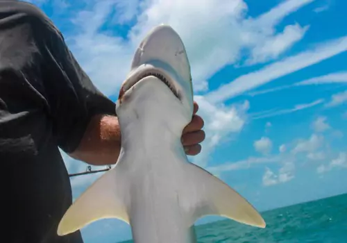 Fishing Trips Clearwater FL