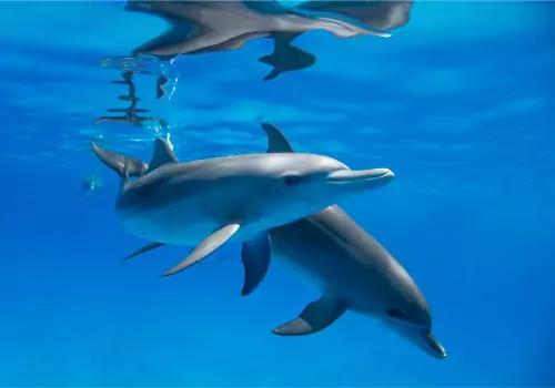 The dolphins people can see while on Dolphin Tours in St. Petersburg FL