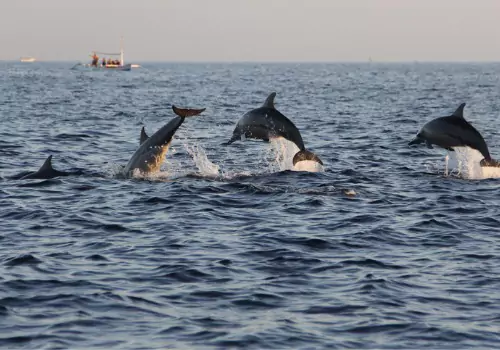 Dolphin jumping out of the water while on Dolphin Tours in St. Petersburg FL