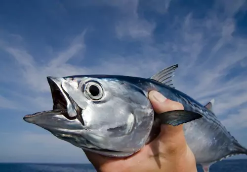 Tradewinds Fishing Charters is one of the Best Fishing Charters in St. Petersburg FL