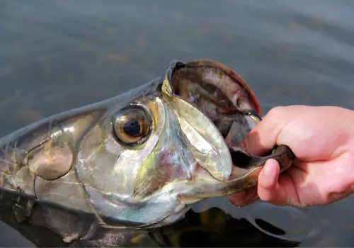 Tradewinds Fishing Charters' Captain Patrick is one of the Best Fishing Captains in St. Petersburg FL