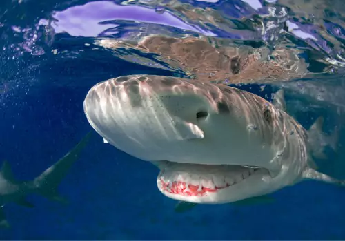 Tradewinds Fishing Charters is one of the Best Fishing Charters in Tampa Bay FL