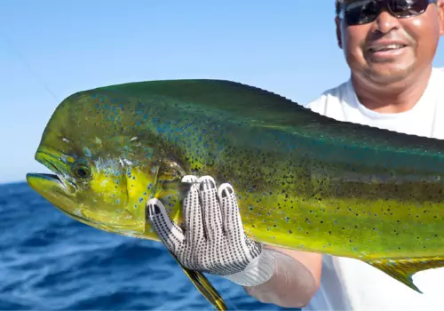 Best Fishing Charters Clearwater FL