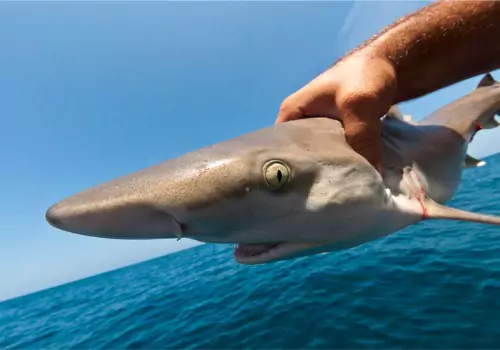 Best Fishing Charters Anna Maria FL